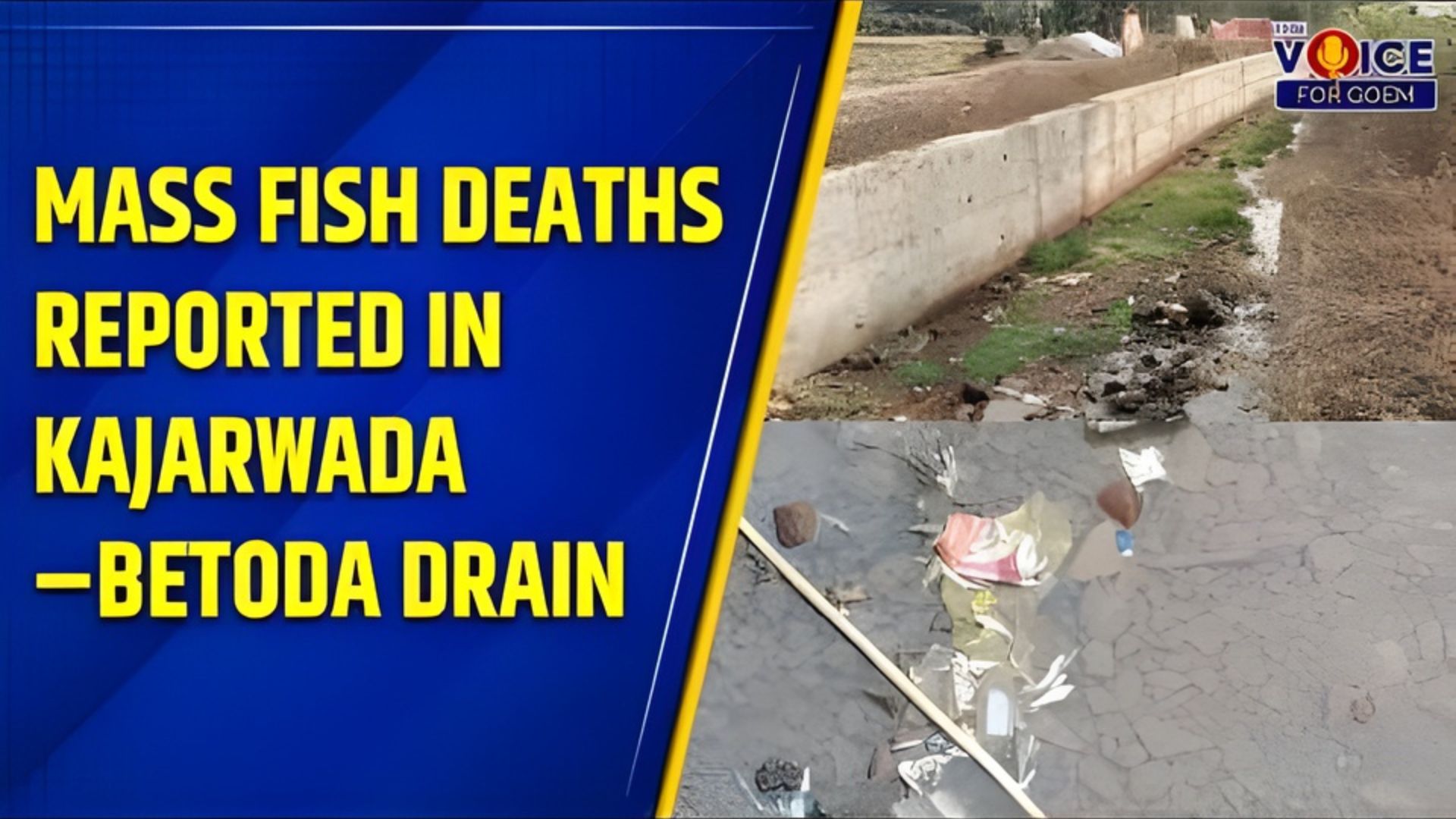 Mass fish deaths reported in Kajarwada–Betoda